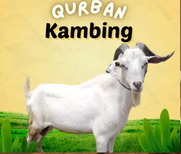 Kurban - Qurban Kambing  citangkil