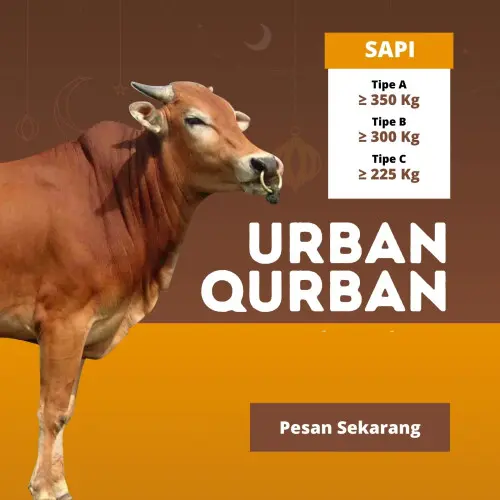 Kurban - Qurban Sapi  citangkil
